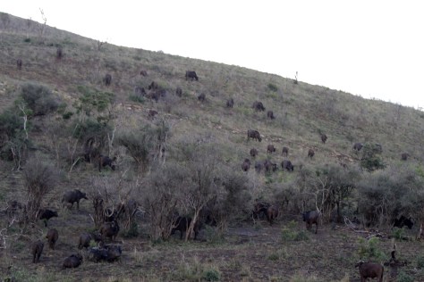 Buffalo herd