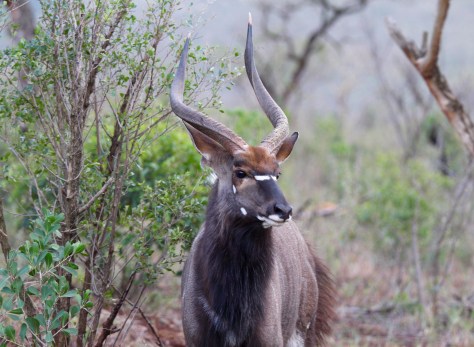 Nyala (male)