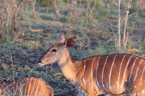 Nyala (female)