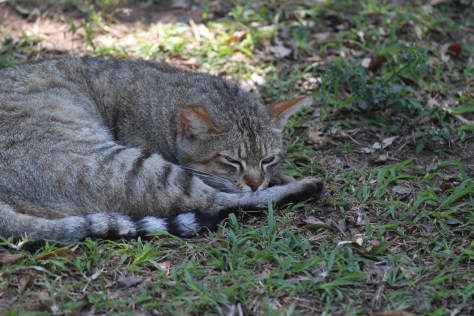 African wild cat. If it looks a lot like a house cat, they have common ancestors and lots of cross breeding. Here the keep the breed pure, notably with longer legs than our house cats.