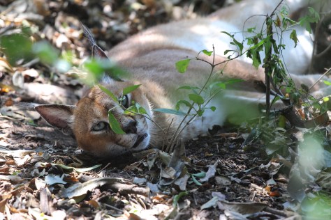 Caracal