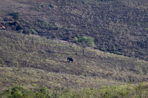 Elephant in the distance