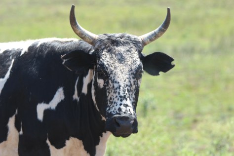 Okay, this isn't a wild animal. It is a Nguni cow, the hide of which has become in high demand recently.