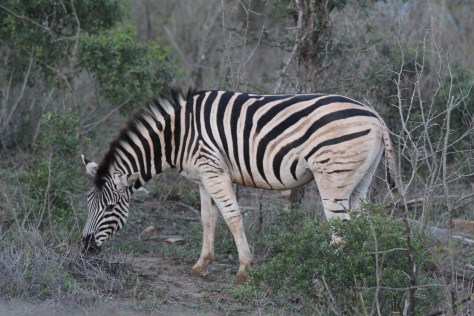 Zebra
