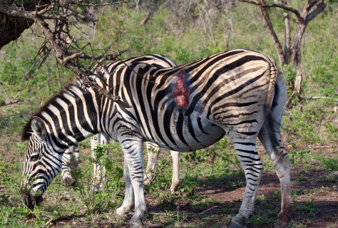 This zebra appears to have been attacked by a lion last night, and remarkably has survived...