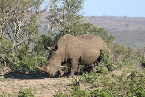 Rhino