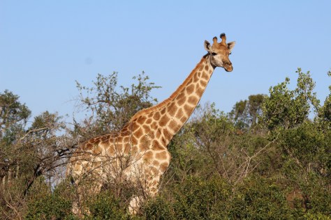 Giraffe