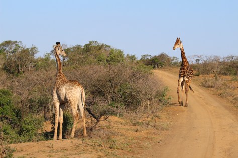 Giraffes