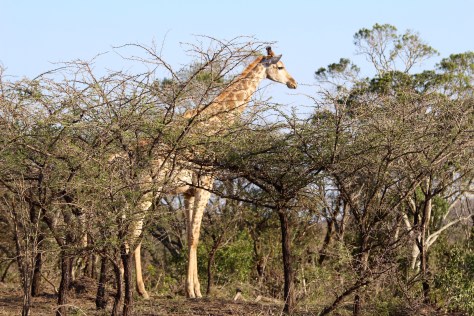 Giraffe 