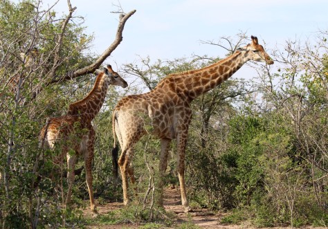 Giraffes 
