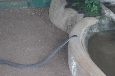 Black mamba snake. The Zulu dance place was also a small zoo.