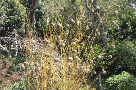 How many yellow weaver birds can you spot...?