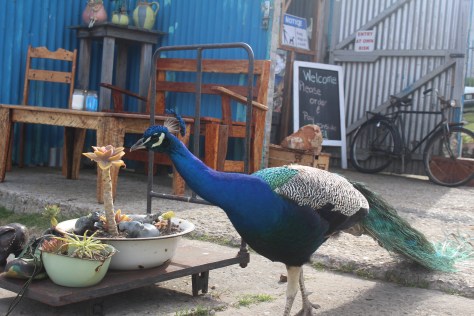 Another customer at the cafe