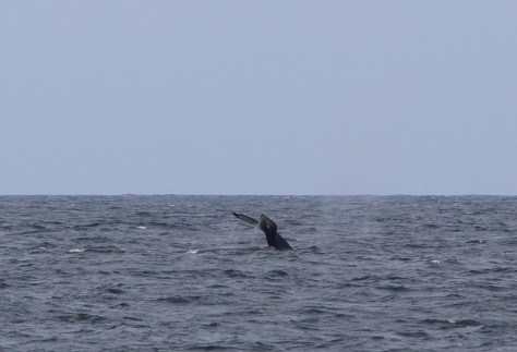 Yet another whale-in-the-distance photo. Tahawus reported a whale within 50 feet of their boat, but we had no such heart-stopping excitement.