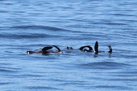 Plenty of seals as we neared Cape Town. They like to hold their flippers up in the sunshine.
