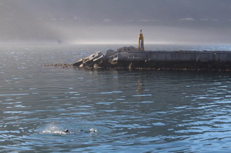 Seals at play in Haut Bay...heading south toward the Cape of Good Hope (Cape Point)