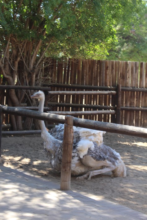 The gray ones are females, and this one decides it is time to lay an egg.