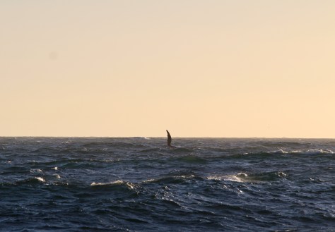 Lots of whales around the first evening, but the best I could do was this shot of a fin slapping the water.