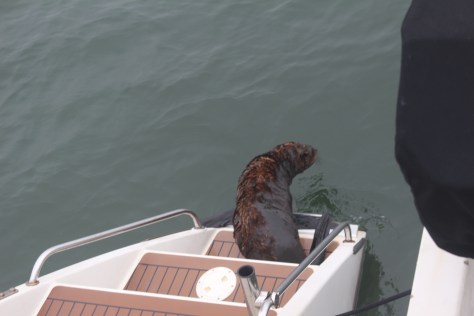 Back to our aquatic home; reclaiming our territory from our visitor. Time to update the blog and get some sleep before setting off across an ocean tomorrow!