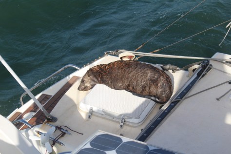 When the sun shines they like to haul out on any available surface... Brings back memories of the sea lions in the Galapagos!