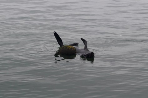 Lots of Cape Fur Seals in the area, including this one drifting around our mooring buoy.