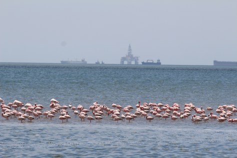 First stop on our tour is to see flamingos. The oil rig in the background is simply parked here, taken off station because it is not profitable to operate with low oil prices.