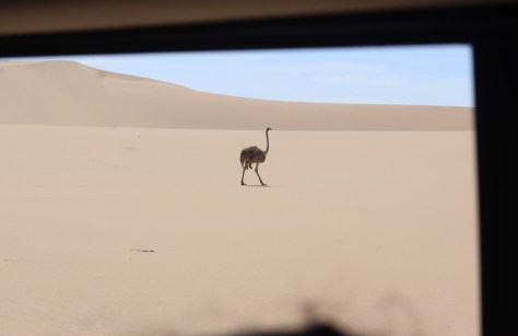 Ostrich, through the car window.