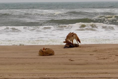 On the way back, there are jackals lunching on a dead seal.