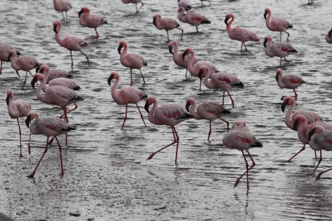 And lots more flamingos...