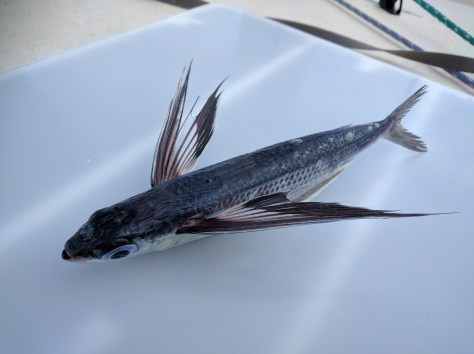 Liam also took this shot of one of the guys found on our deck in the morning