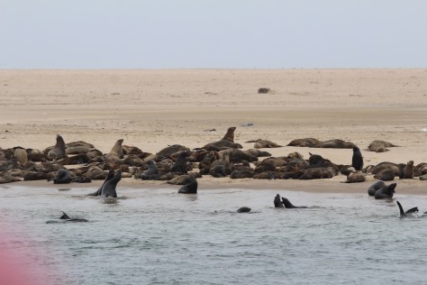 The sandbar that makes Walvis a bay is called Pelican Point. We did see some pelicans in the harbor, but the Point was populated by birds and seals.
