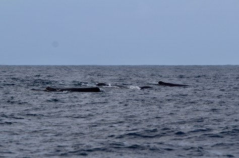 Whales en route to St Helena