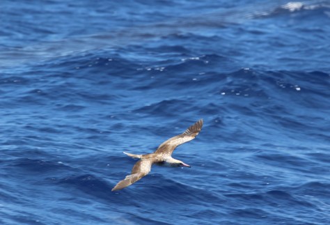 This guy entertained us for quite some time with his fishing strategy