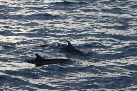 Dolphins