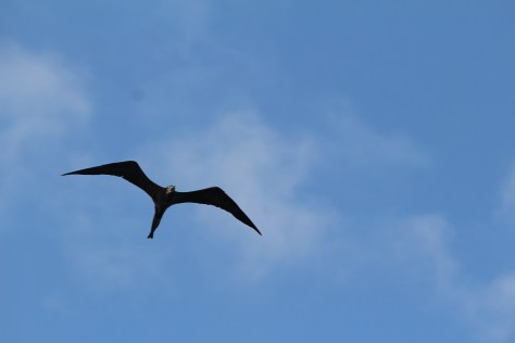 Frigate bird...reminiscent of the Galapagos