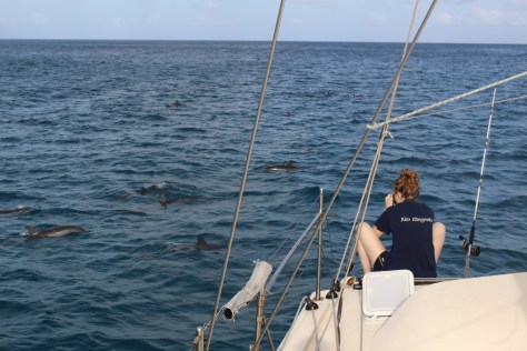 They swim past the boat each morning.