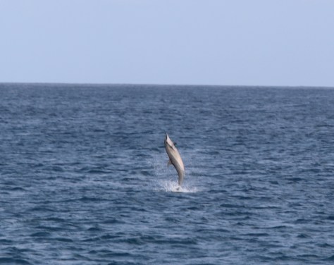 Some perform aerial stunts