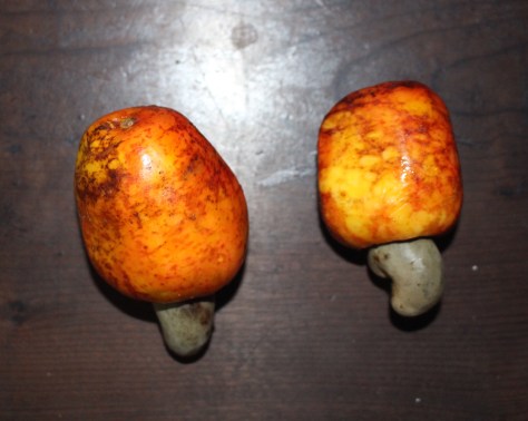 Cashew fruit/nuts