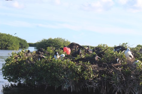 The males inflate a red sac under their beak to try to attract a mate