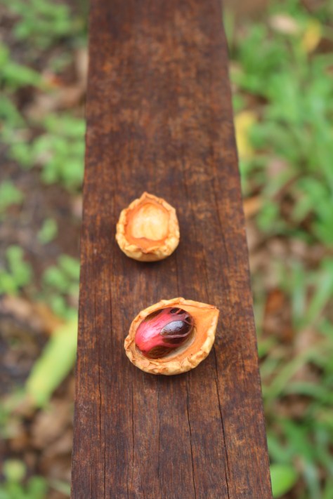 Nutmeg (and the red part is mace)